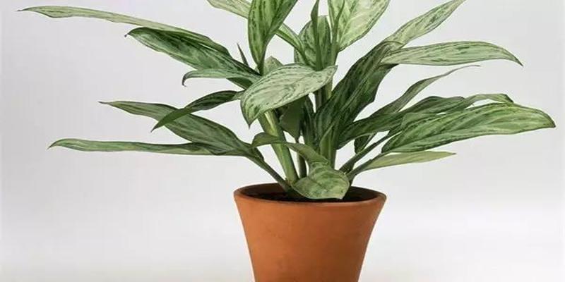家里养这几种植物 财源滚滚 好运连连