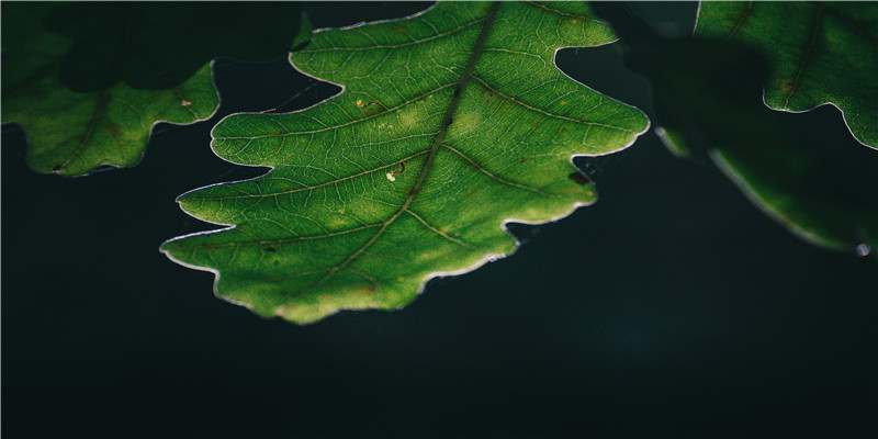 梦到活鱼是什么预兆(周公解梦梦见活鱼)