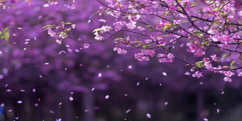 院子里种上这8种树,顺风顺水,风水特别好!