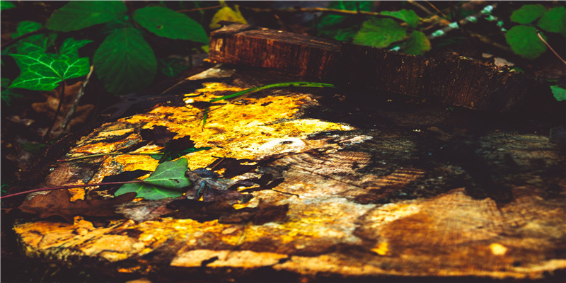 qq名字男生英文名(灰姑娘名字英文)