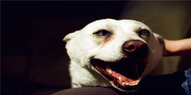 79年属羊女的婚配表(十二生肖最佳婚姻配对)