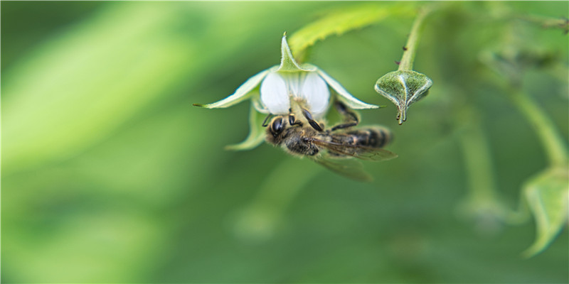 梦到好多蛇是什么意思(白天睡觉梦见地震了预示什么)