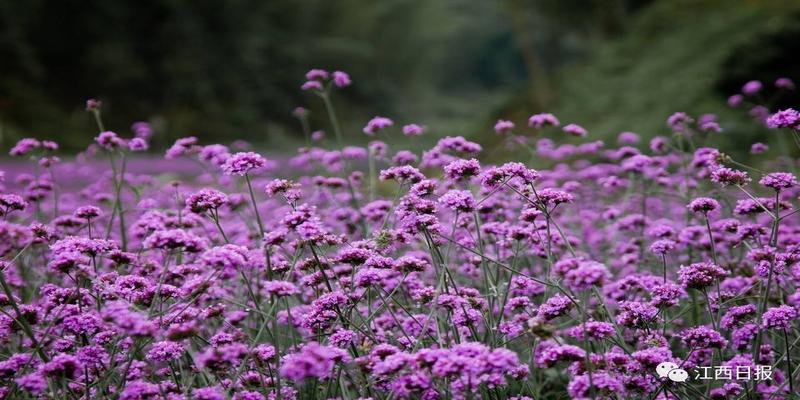 三生三世十里桃花?这里可不止百里!去武宁花源谷感受桃花雨……