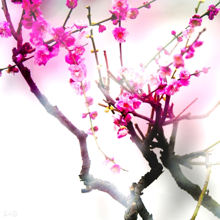 卜卦用周易打一数字(梅花心易占卜奇术)