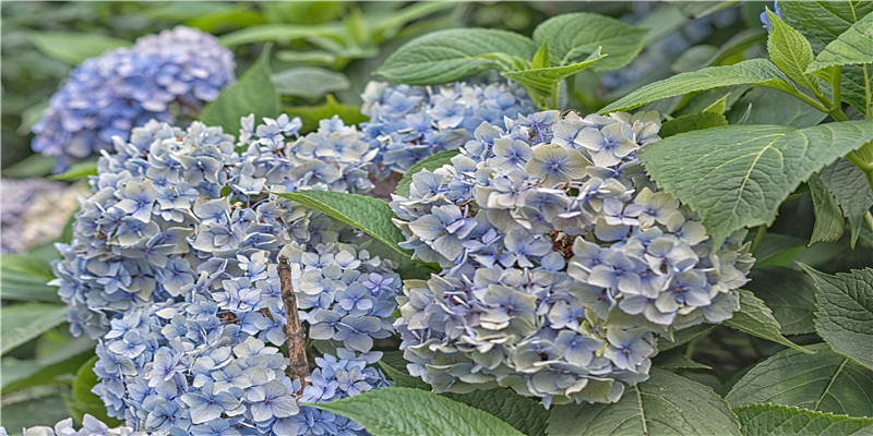 古书画中的节气