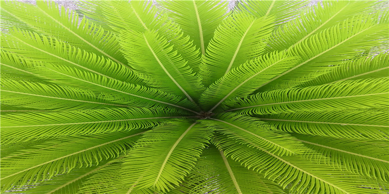 卜姓男孩取名字大全(姓卜的女孩名字有内涵)