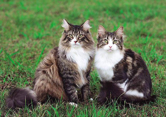 挪威森林里的精灵：出现在北欧神话中的猫咪