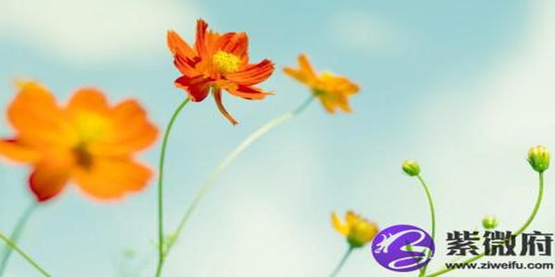 丙午年纳音(丙寅年纳音)