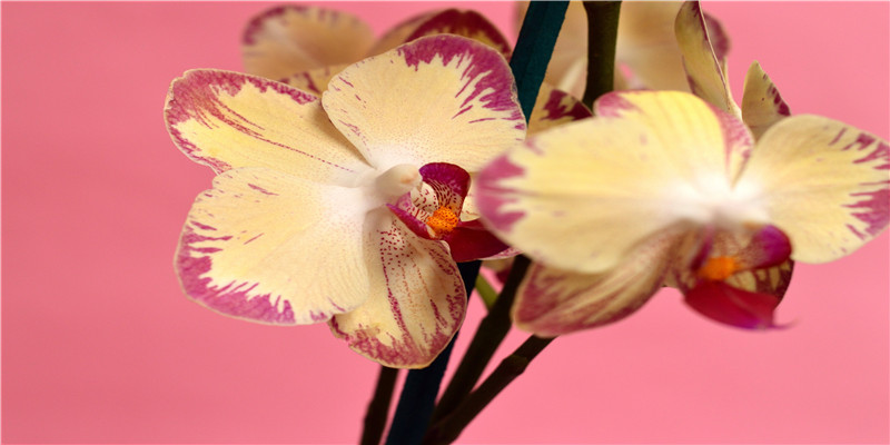 你眼里的霸道2700是“情怀”,有钱人眼里和五菱面包差不多?