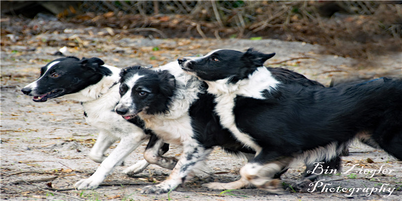 娱乐圈最喜庆的一天,4对夫妻结婚,日剧女神怀孕,有人却犯错了