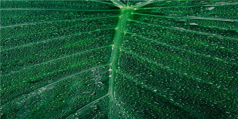 心香泪雨祭慈父