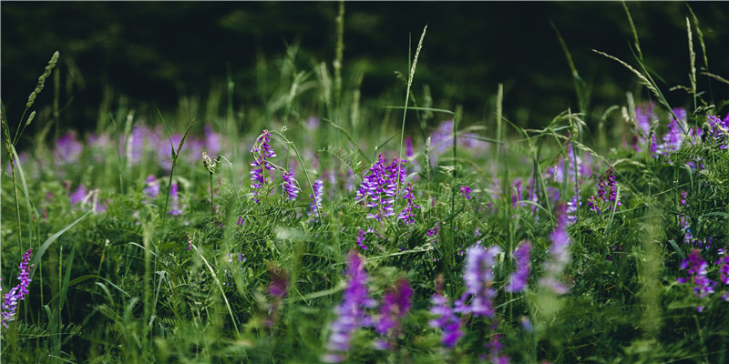 结婚看日子看男方还是女方(河南乡村即将消失的婚姻礼仪)