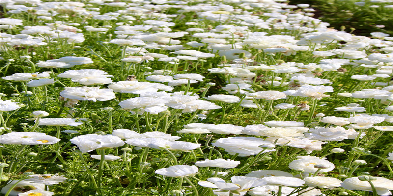 78年是什么命 五行属什么(历史上属虎的名人有哪些)