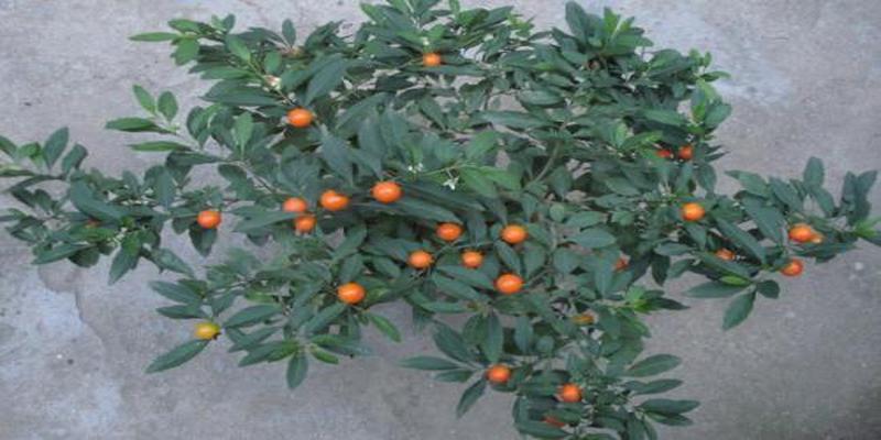 院子里种上这8种树,顺风顺水,风水特别好!