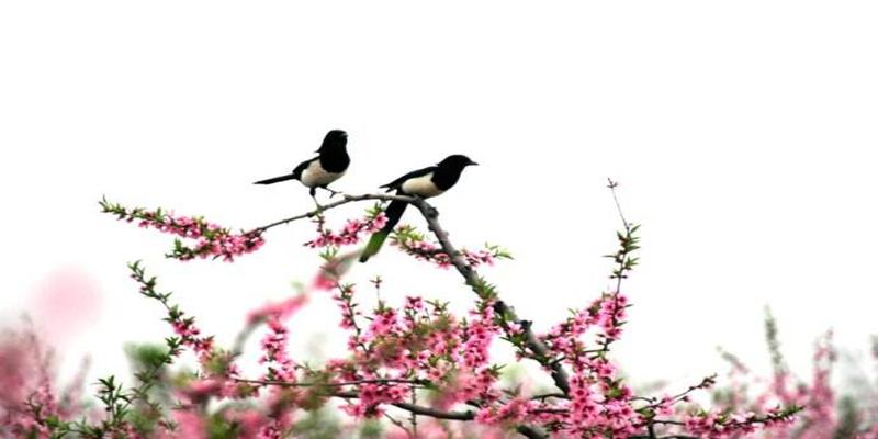 如何用梅花易数做选择题(梅花易数入门占卜的三个原则)