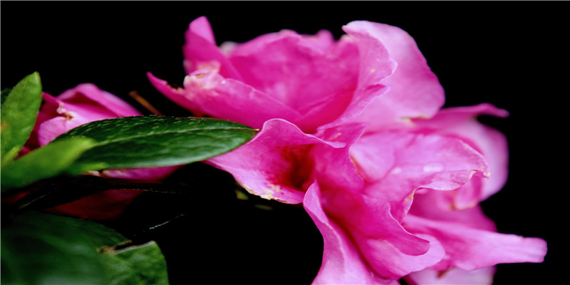 梦到父母不同意和男朋友在一起(梦到男朋友有个儿子)