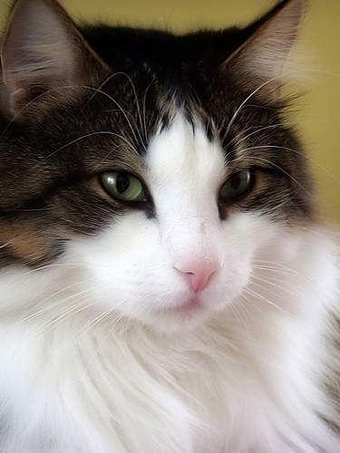 挪威森林里的精灵：出现在北欧神话中的猫咪