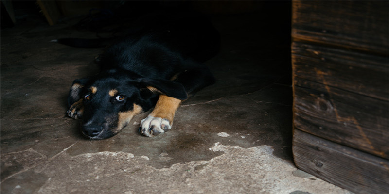 2021称骨算命表 完整版 男女(2021元旦)