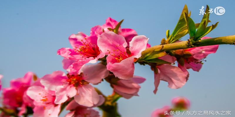 命理风水中的桃花，有九种之多，看看你有几种？