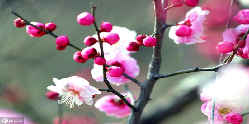梅花易数概述