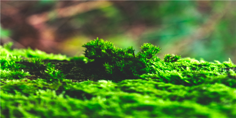 这对卖过盗版的广东青年,今年夏天冲上热搜第一,网友:爱死他们了