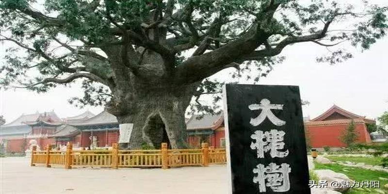菏泽市开发区史话之十八  溯源“大槐树”，铭记“老鹳窝”  ——亿万中国人的血脉密码和移民情结