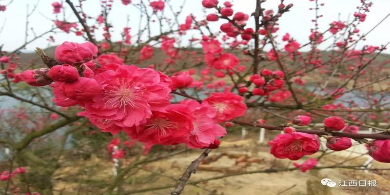 三生三世十里桃花?这里可不止百里!去武宁花源谷感受桃花雨……