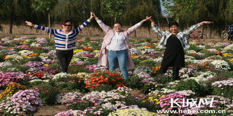 博野白塔村数十亩各色菊花盛开 游客可免费赏花