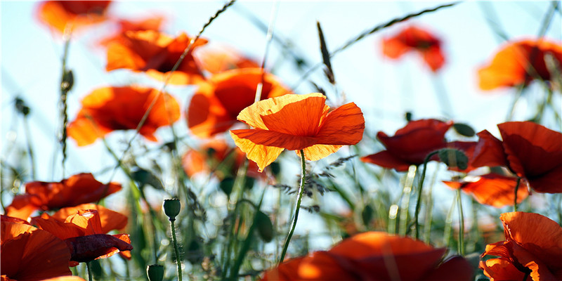 被误认为是香港人的内地明星,有人是山东人,有人是河南和浙江人