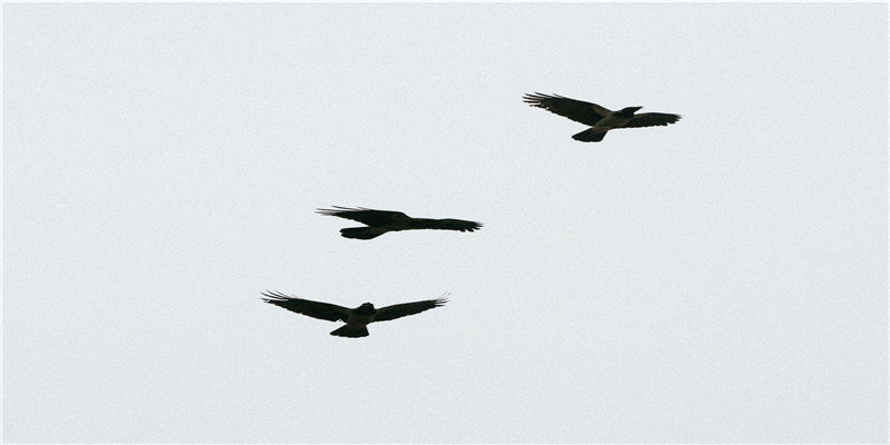 内宅第一古装美人内卷至此，金晨白鹿们也是拼了