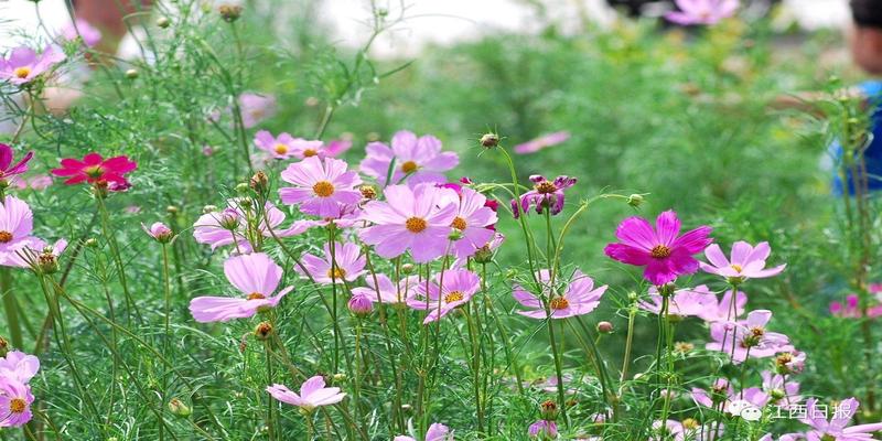 三生三世十里桃花?这里可不止百里!去武宁花源谷感受桃花雨……