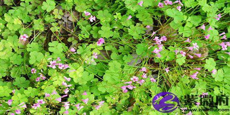 八字的比肩是什么意思 比肩有哪些性格特点？