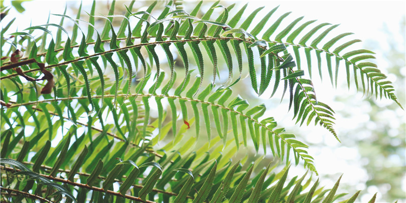 2021年属牛的几月出生最好命运(2021年吉祥富贵又聪慧的属牛女宝宝名字大全)