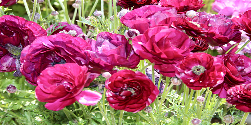 13岁童星被尔冬升怒斥耍大牌,她会不会成为下一个林妙可?