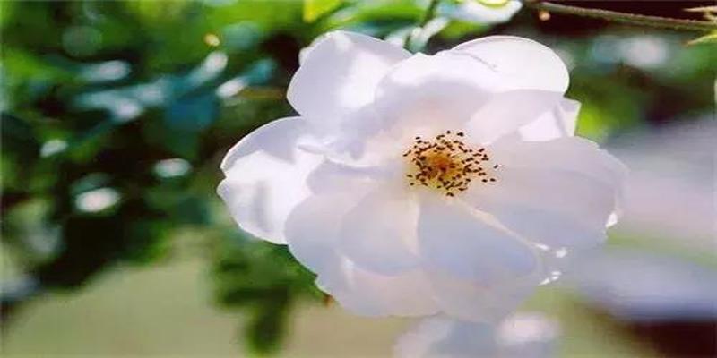 哲学家朱熹教你如何读《周易》