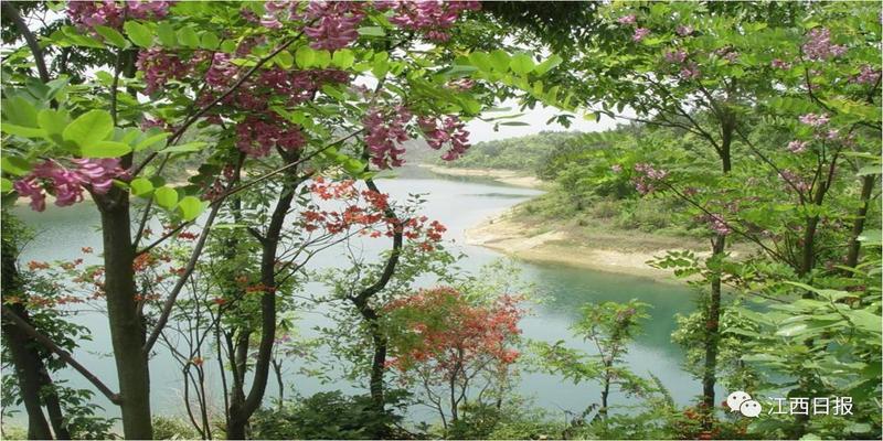 三生三世十里桃花?这里可不止百里!去武宁花源谷感受桃花雨……