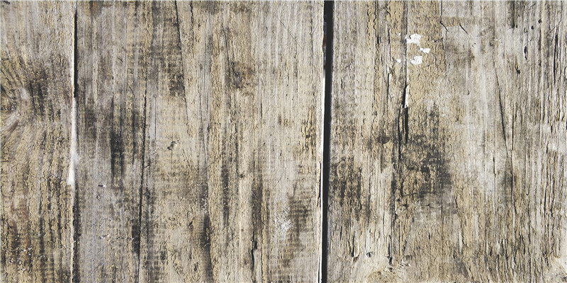 养三只猫是一种怎样的体验？过来人的养猫（劝退）指南