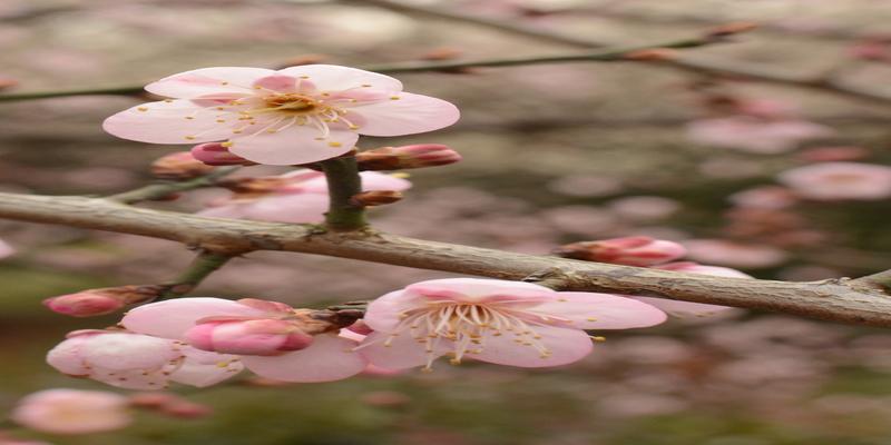 梅花易数既济卦变明夷卦(周易考古06)