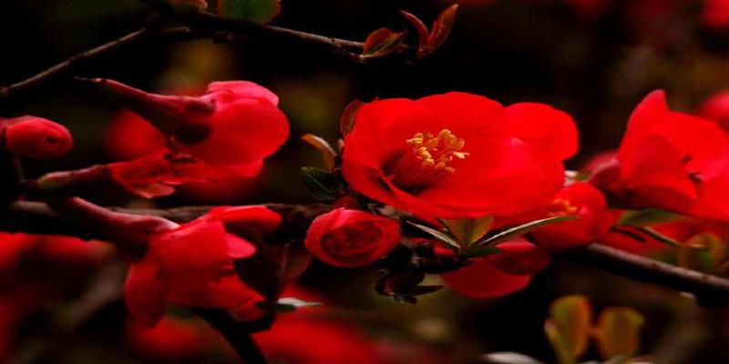 院子里种上这8种树,顺风顺水,风水特别好!