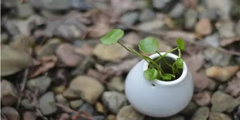 家里养这几种植物 财源滚滚 好运连连
