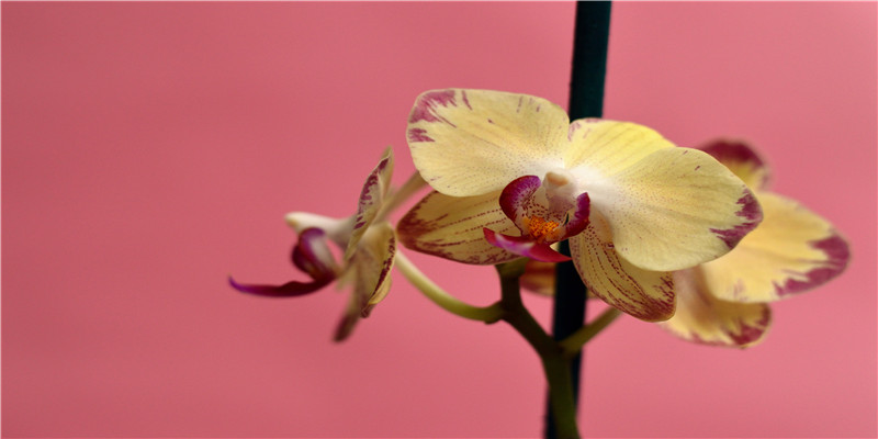 梦见男神向我告白我欣喜若狂，隔天醒来他真的来找我：在一起吧
