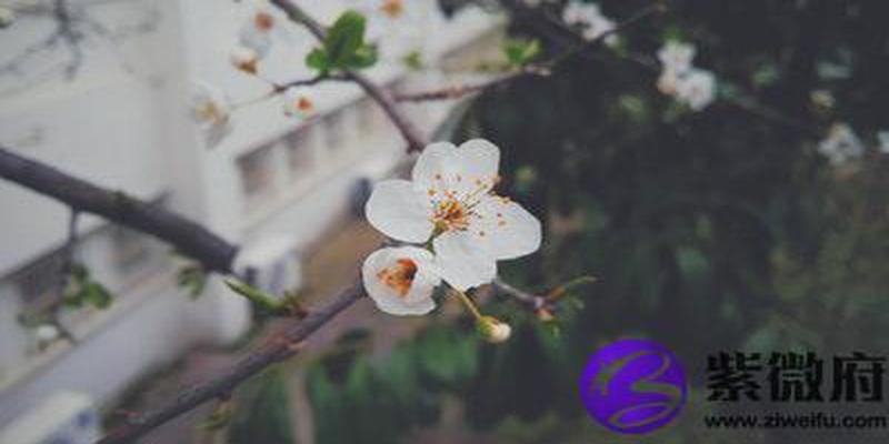 城头土命和大林木命配吗(城头土命和大林木命相克吗)