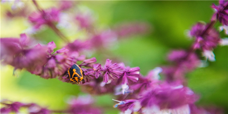 如何用脑科学的方式打开传统骨相学?