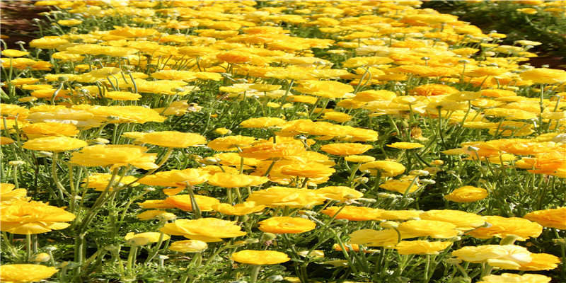 古代的帝王之相什么样(剑眉凤目帝王面相)