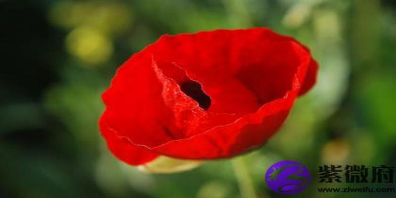 八字丙戌日柱(丙寅日庚寅时柱详解)