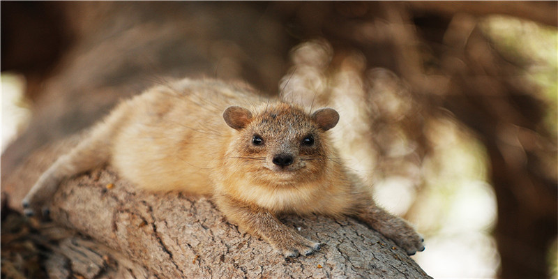 怀孕梦到好几只狗预示着什么(梦见好几个大狗)