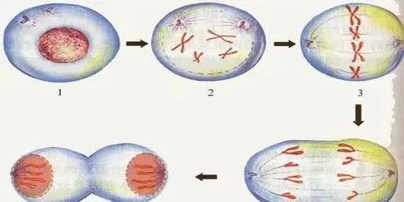 人类寿命是多长？《易经》早已算好生命周期，需要注意两个年龄段