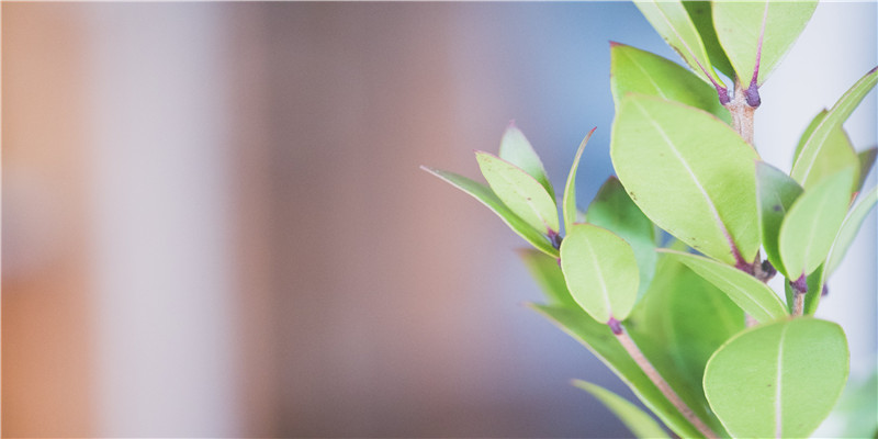 面相眉毛的含义介绍