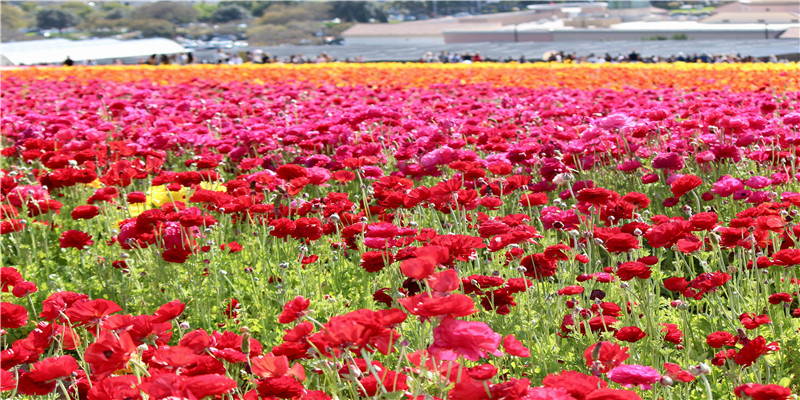 2022年虎年，正月初九久久福运到了，请朋友们，点开接福了