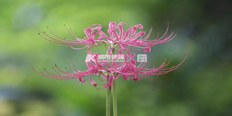 杭州野外彼岸花迎来盛放期！外地人羡慕得不得了，为何杭州人无感？